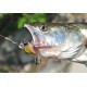 Spinnertail Carp Zoom Predator-Z, G01, 21g Spinnertail Carp Zoom Predator-Z, G01, 21g