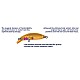 BABYFACE M60SR-S 60mm 4.3gr 6 Brown Trout
