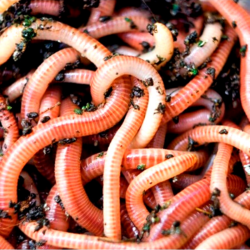 Râme roșii - Medii (Red Earthworms - Medium Size)