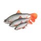 Swimbait Fox Rage Ultra Realistic Replicant, Roach, 14cm/45g