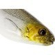 SHAD WESTIN SHADTEEZ 9CM 7G FIRE PERCH 3BUC/PLIC