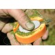 Momitor Guru In-Line Method Feeder, Small, 30g, 1buc/blister Momitor Guru In-Line Method Feeder, Small, 30g, 1buc/blister