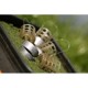 Coșuleț Feeder lestat Guru X-Change Solid Cage, Medium, 40g+50g, 2buc/blister Coșuleț Feeder lestat Guru X-Change Solid Cage, Medium, 40g+50g, 2buc/blister