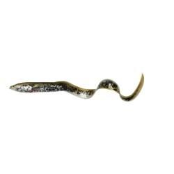 Shad Savage Gear 3D Real EEL, Lamprey PHP, 15cm/12g, 3buc/plic