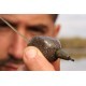 Plumb cubic inline Korda Square Pear, 70g Plumb cubic inline Korda Square Pear, 70g