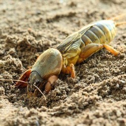 Coropișniță, Mare, 1buc