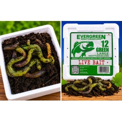 Râme canadiene Evergreen Nightcrawlers Fluo Green, Large, 12buc/cutie