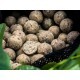 Boilies Select Baits, Nutty Scopex, 15mm, 800g