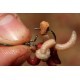 Clips pentru viermuși Korda Maggot Klip, Small, 10buc/plic