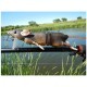 Nălucă Savage Gear 3D Rad, Bloody Red Belly, 20cm/32g Nălucă Savage Gear 3D Rad, Bloody Red Belly, 20cm/32g