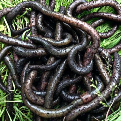 Râme Negre - Medii (Black Earthworms - Medium Size)