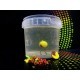 Boilies MG Special Carp 50/50 Double Boom Attract, 15mm, 50g