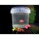 Boilies MG Special Carp 50/50 Double Boom Squid & Căpșună, 15mm, 50g Boilies MG Special Carp 50/50 Double Boom Squid & Căpșună, 15mm, 50g