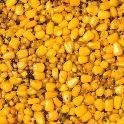 Amestec semințe fermentate Senzor Planet, 5kg/găleată