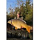 Lansetă Sportex Beyond Carp CS-2, 3.96m/3.75lbs, 2buc