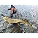 Lansetă Sportex Carat GTS-2, 2.70m/60g, 2buc