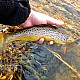 Lansetă Sportex X-Act Trout RS-2, 1.60m/3-21g, 2buc