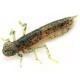 FishUp Dragonfly 2cm #017 Motor Oil Pepper FishUp Dragonfly 2cm #017 Motor Oil Pepper