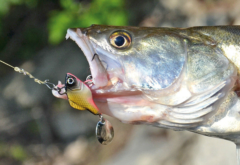 Spinnertail Carp Zoom Predator-Z, G01, 21g