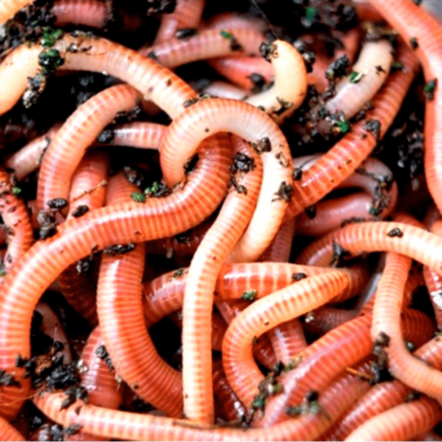 Râme roșii - Medii (Red Earthworms - Medium Size)