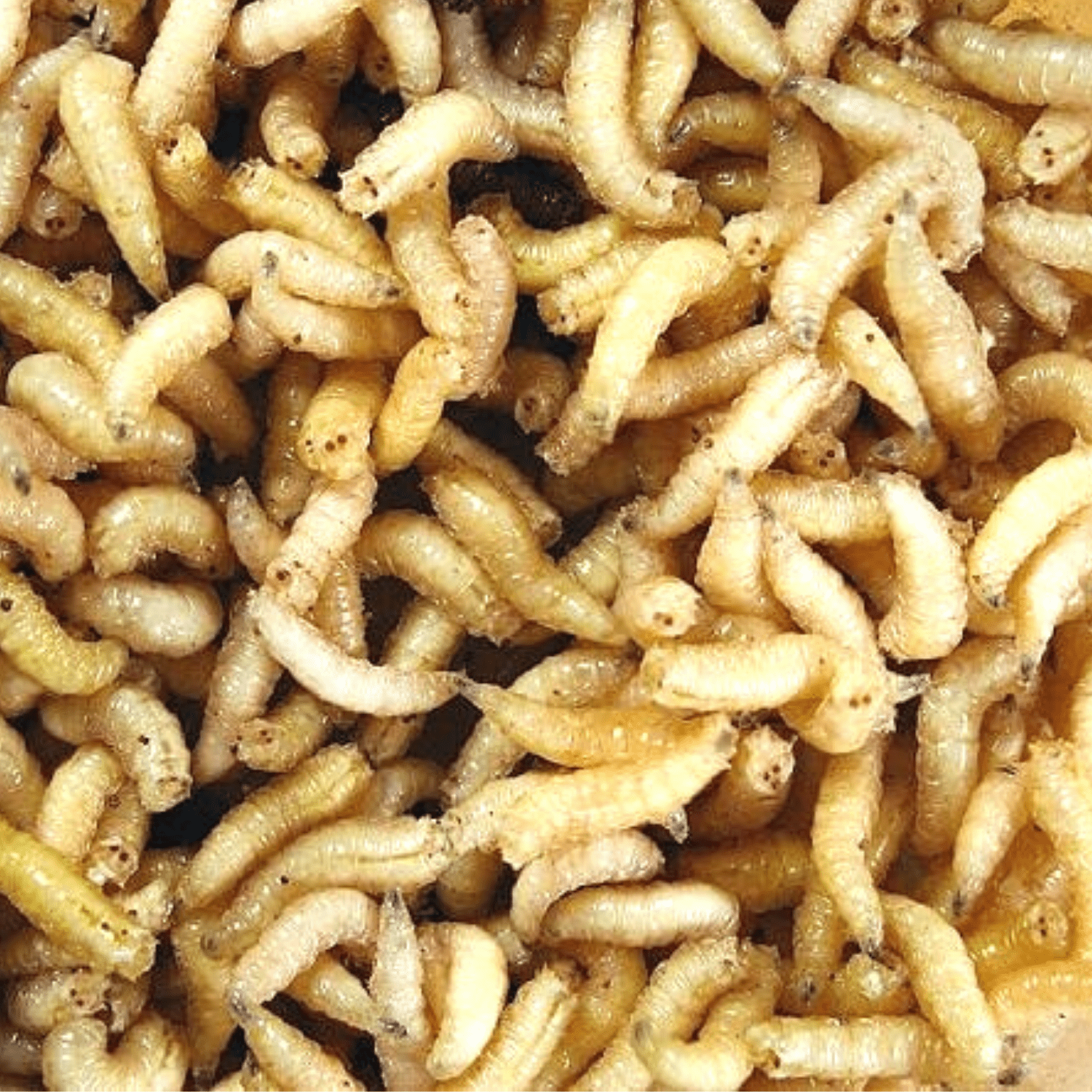 Viermuși mari albi - MAGGY (White Maggots)