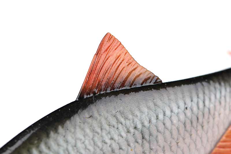 Swimbait Fox Rage Ultra Realistic Replicant, Roach, 10cm/18g