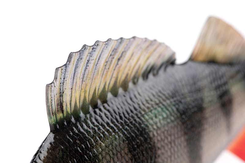 Swimbait Fox Rage Ultra Realistic Replicant, Perch, 14cm/52g