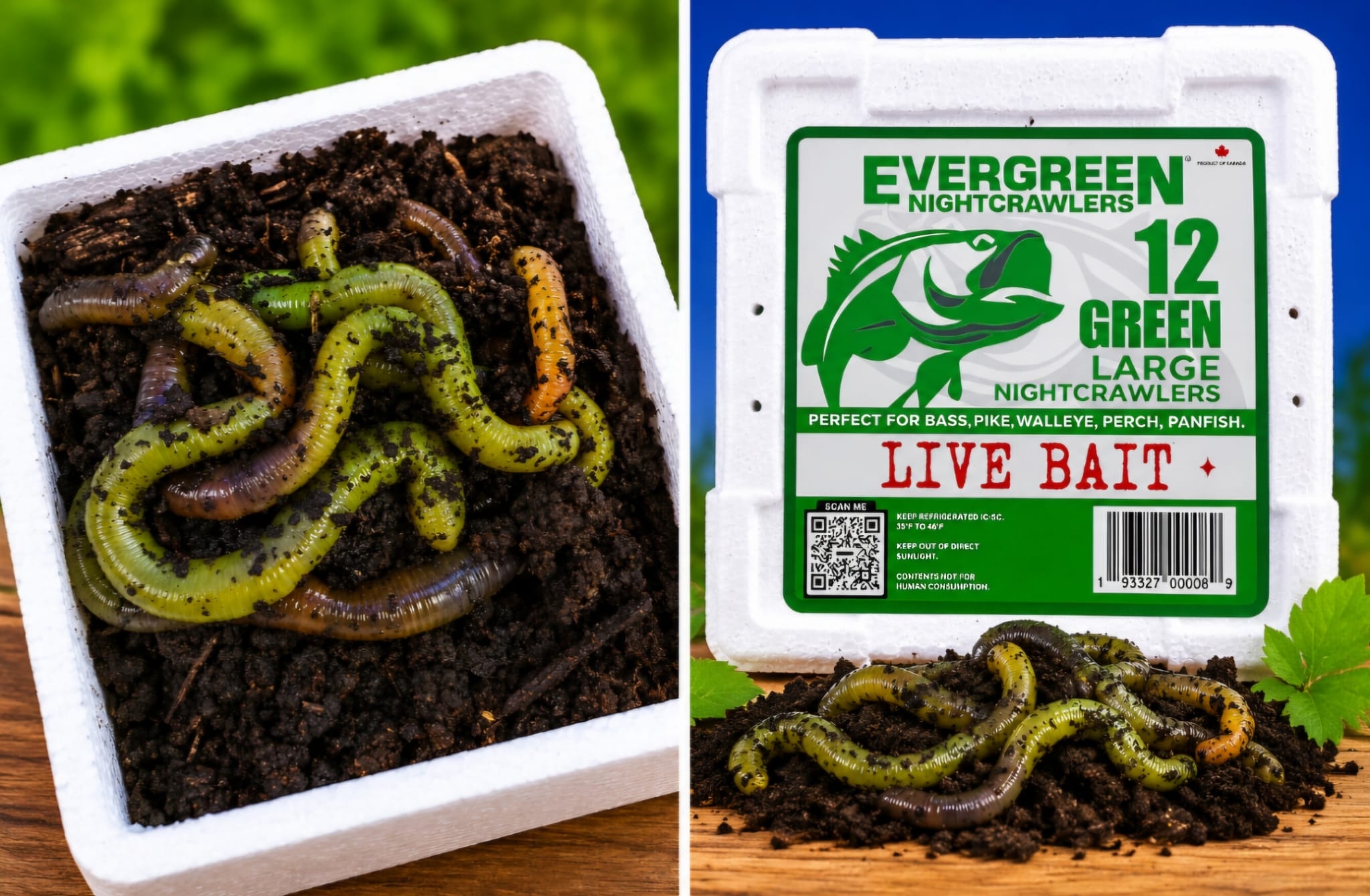 Râme canadiene Evergreen Nightcrawlers Fluo Green, Large, 12buc/cutie