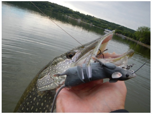 Nălucă Savage Gear 3D Rad, Grey, 20cm/32g