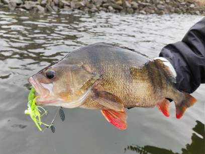 Spinnerbait RTB Dual Blade Spinnerbait 16g, Green Chartreuse