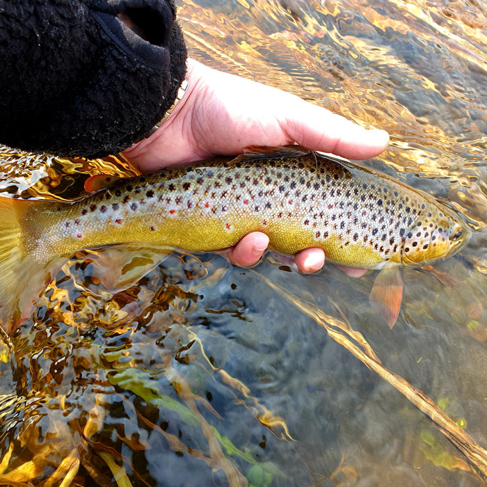 Lansetă Sportex X-Act Trout RS-2, 1.60m/3-21g, 2buc